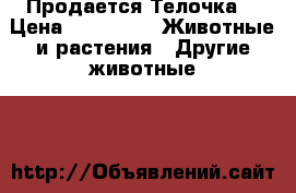 Продается Телочка  › Цена ­ 12 000 -  Животные и растения » Другие животные   